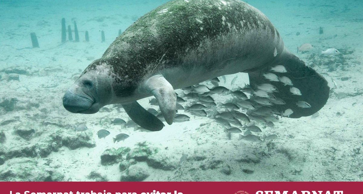 Revelan causa científica de muerte de manatíes en Tabasco