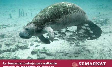 Revelan causa científica de muerte de manatíes en Tabasco