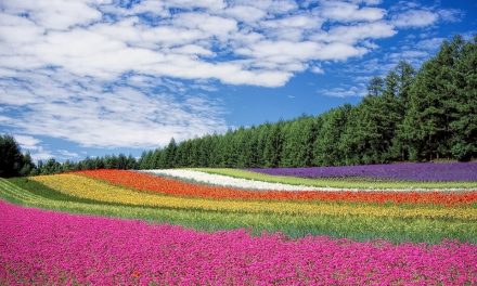 ¿Qué colores consumimos los mexicanos?