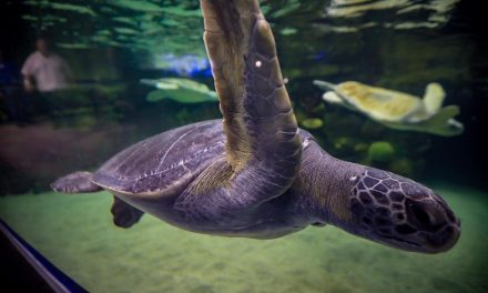 Inauguran el Gran Acuario Mazatlán “Mar de Cortés”